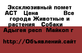 Эксклюзивный помет АСТ › Цена ­ 30 000 - Все города Животные и растения » Собаки   . Адыгея респ.,Майкоп г.